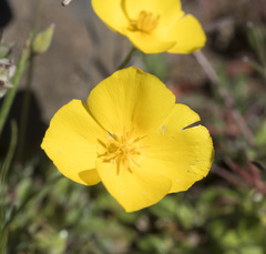 Eschscholzia lobbii
