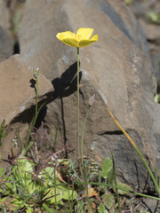Eschscholzia lobbii