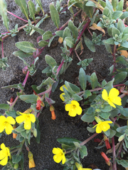 Camissoniopsis cheiranthifolia cheiranthifolia