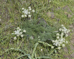 Lomatium dasycarpum tomentosum