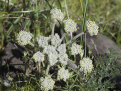Lomatium dasycarpum tomentosum
