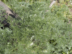 Lomatium dasycarpum tomentosum
