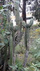 Trichocereus bridgesii