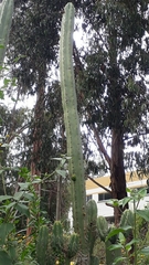 Trichocereus bridgesii