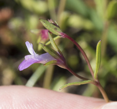 Collinsia sparsiflora collina