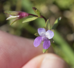 Collinsia sparsiflora collina