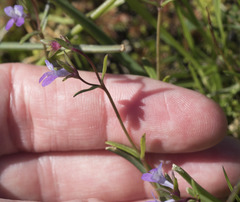 Collinsia sparsiflora collina