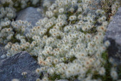 Galium eriocarpum