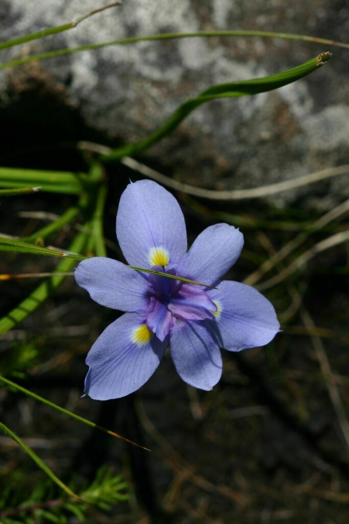 Moraea carsonii
