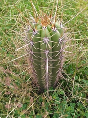 Trichocereus tacaquirensis
