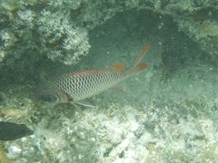 Myripristis violacea