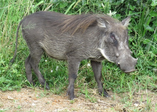 Common Warthog