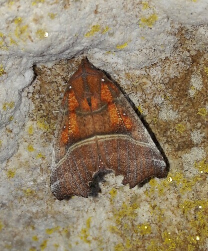 Scoliopteryx libatrix