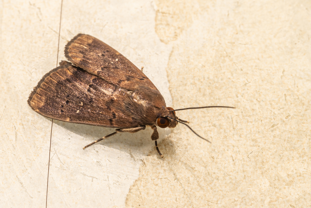 Litter Moths in August 2023 by kcss · iNaturalist