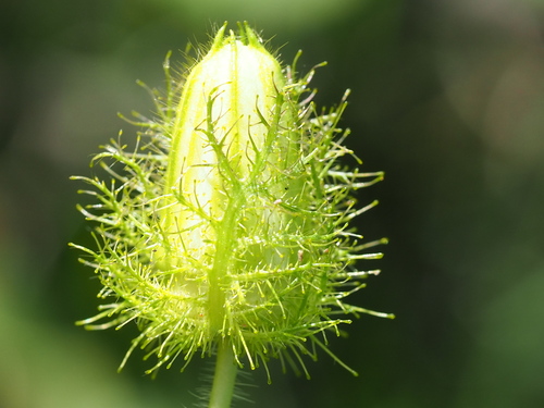 Passiflora foetida