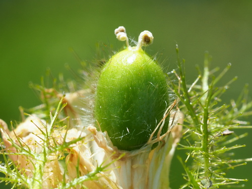 Passiflora foetida
