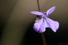 Conocephalus gracillimus
