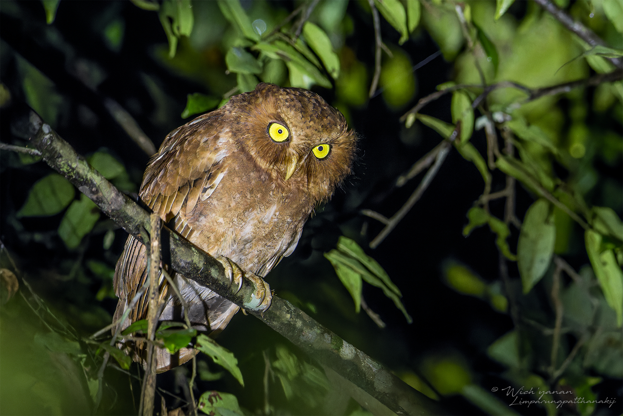 Mountain Scops Owl