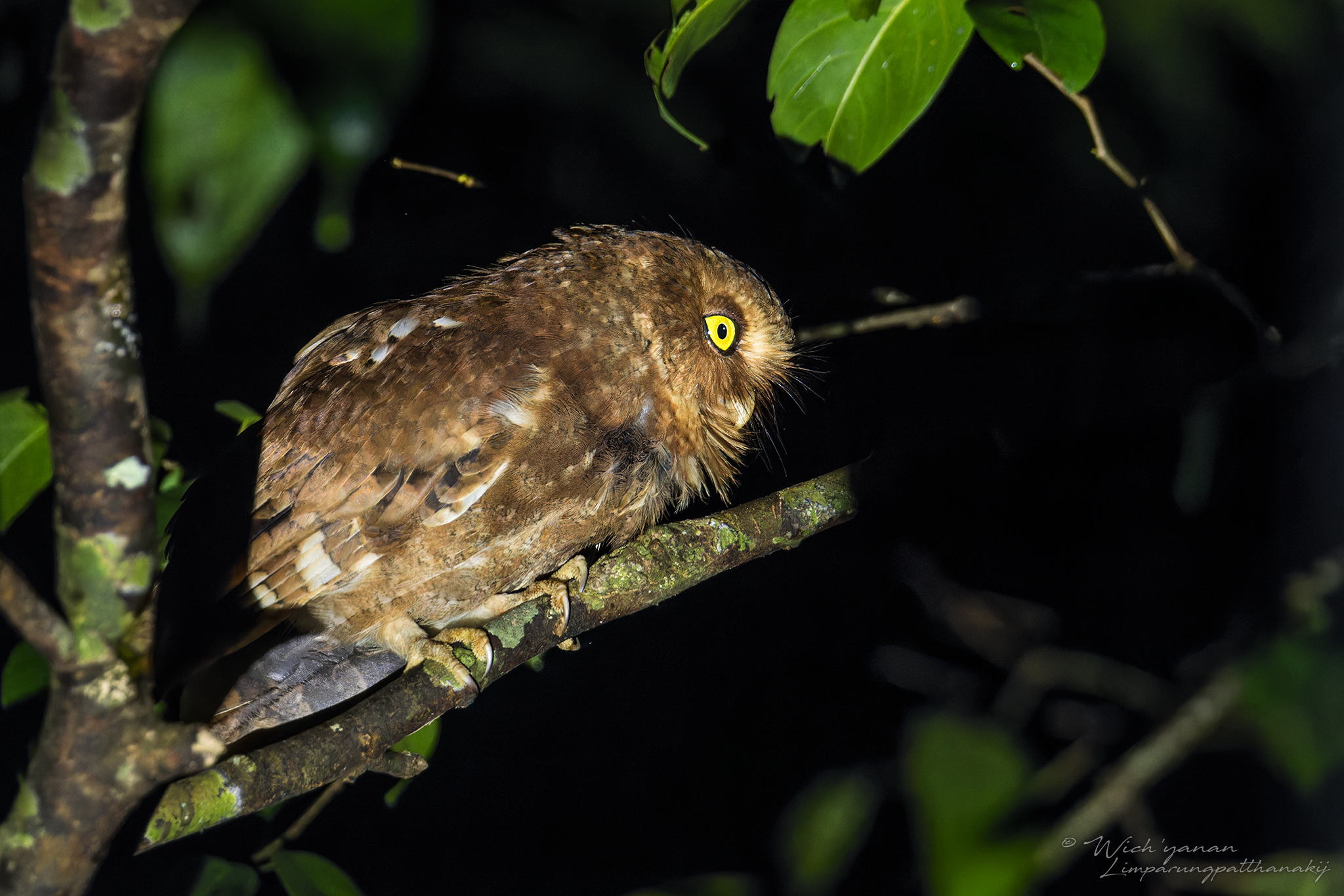 Mountain Scops Owl