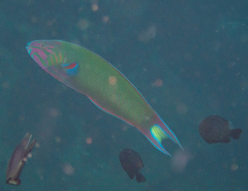 Moon Wrasse (Thalassoma lunare)