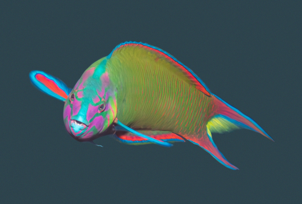 Moon wrasse