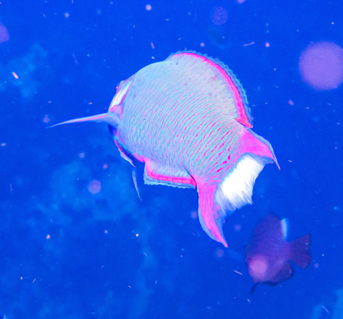 Moon Wrasse (Thalassoma lunare)