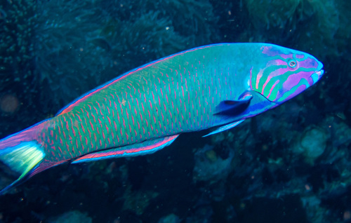 Moon Wrasse (Thalassoma lunare)