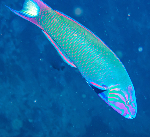Moon Wrasse (Thalassoma lunare)
