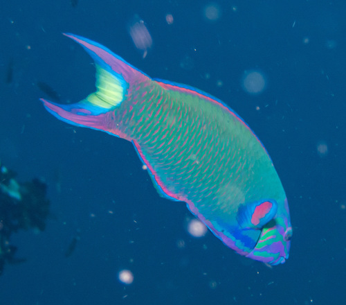 Moon Wrasse (Thalassoma lunare)