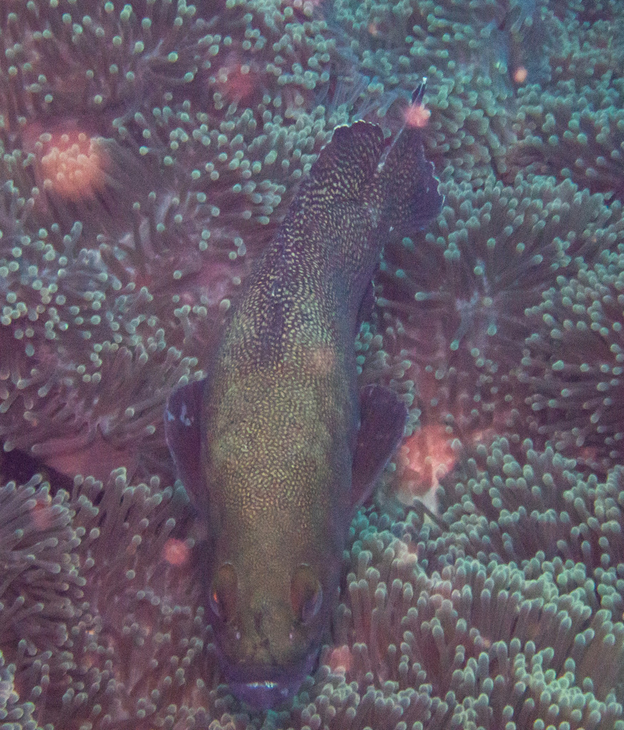 White-streaked grouper