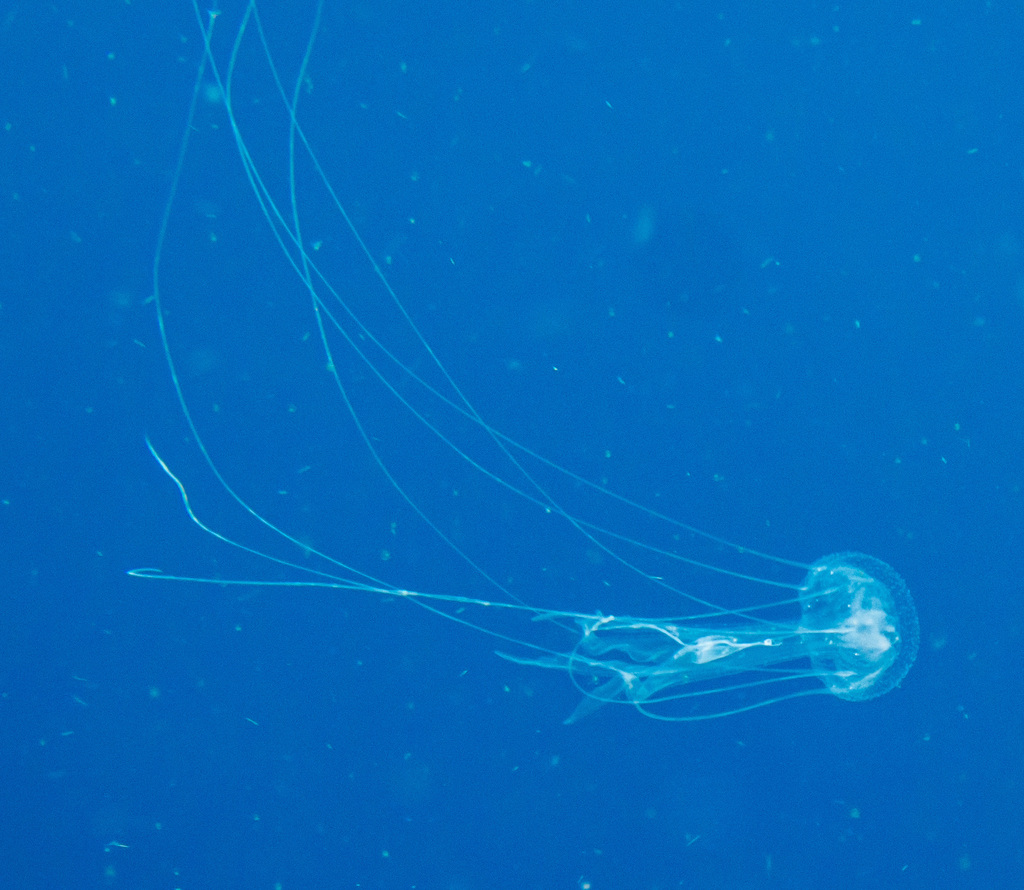 Amakusa Jelly (Sanderia malayensis) — recorded at Sairee Reef