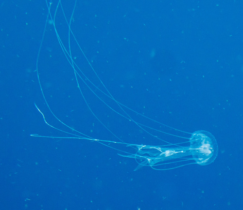 Amakusa Jelly (Sanderia malayensis)