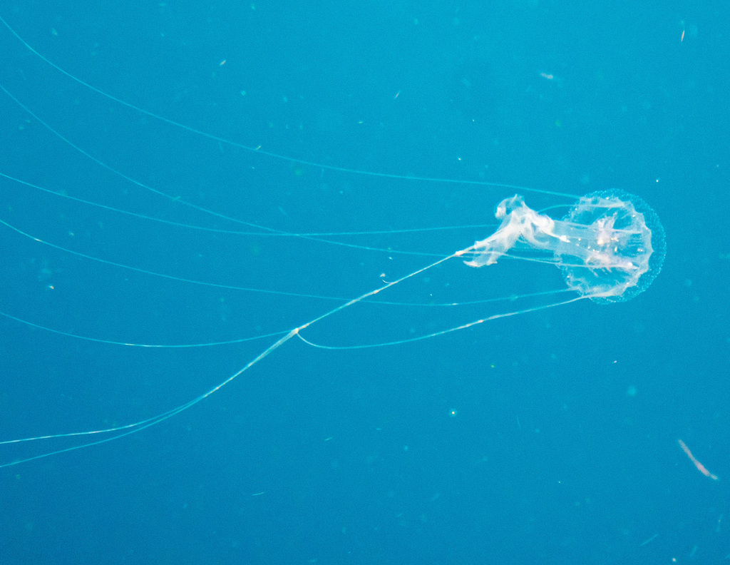 Amakusa Jelly (Sanderia malayensis) — recorded at Nang Yuang Cave