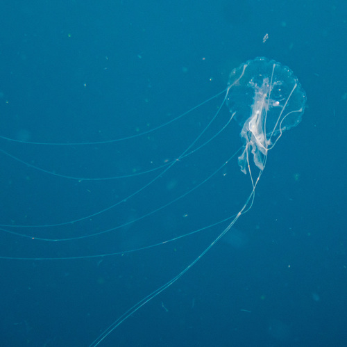 Amakusa Jelly (Sanderia malayensis)