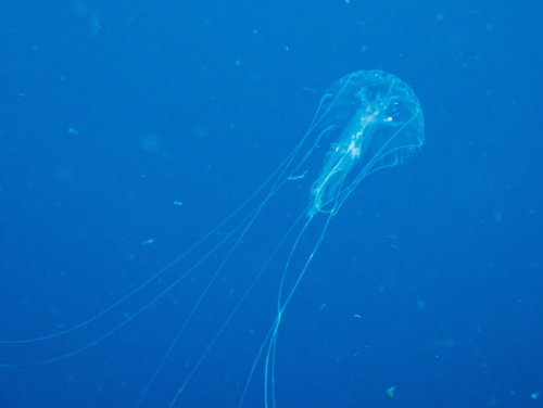Amakusa Jelly (Sanderia malayensis)