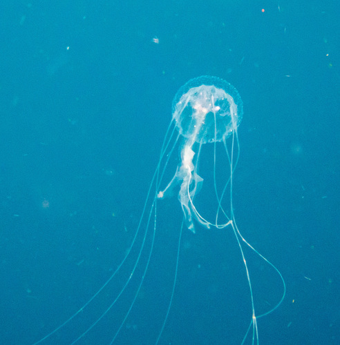 Amakusa Jelly (Sanderia malayensis)