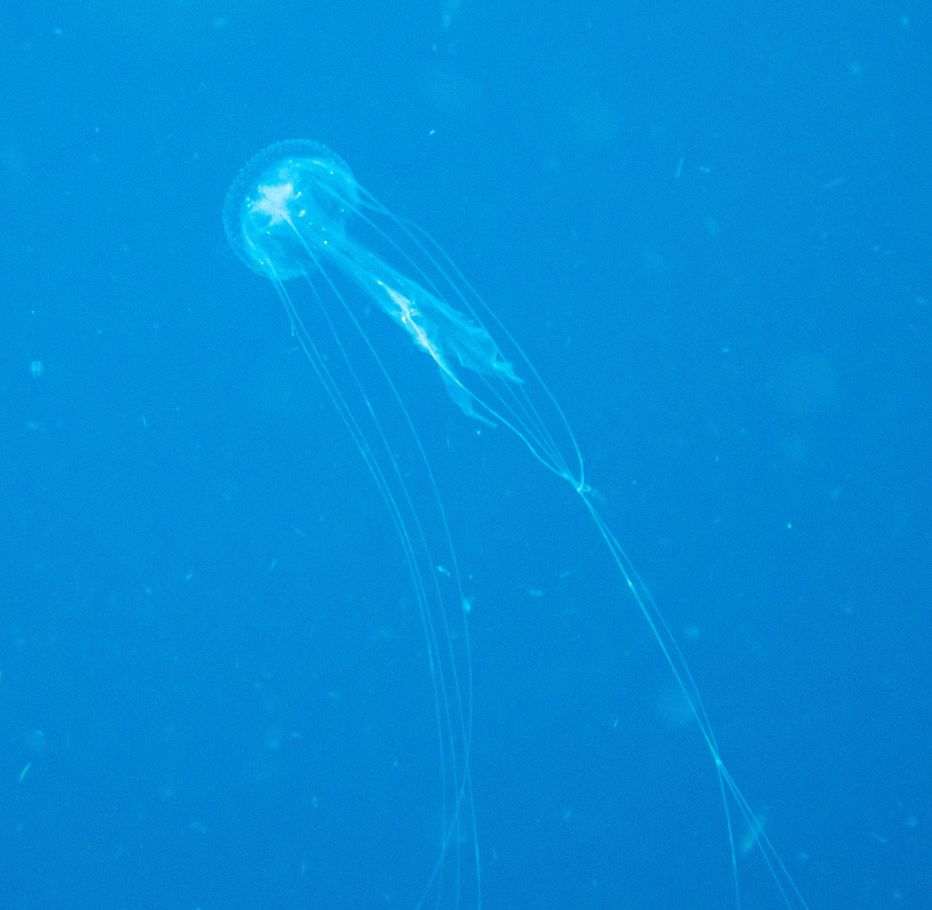 Amakusa Jelly (Sanderia malayensis) — recorded at Japanese Garden