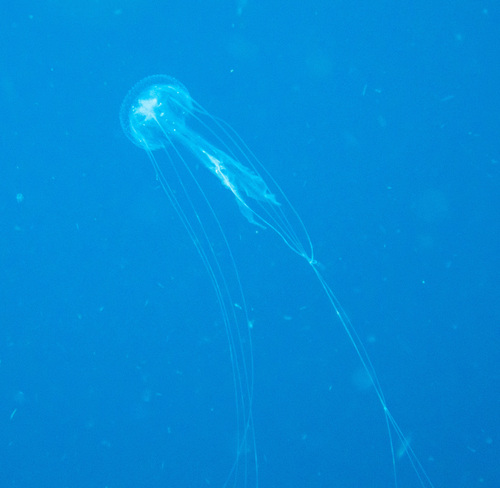 Amakusa Jelly (Sanderia malayensis)