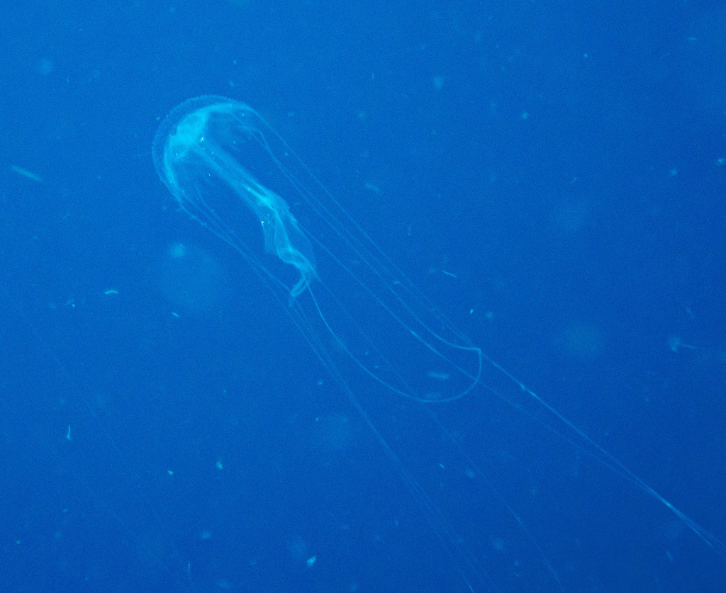 Amakusa Jelly (Sanderia malayensis) — recorded at Lighthouse Bay