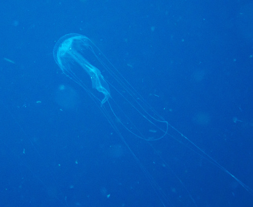 Amakusa Jelly (Sanderia malayensis)