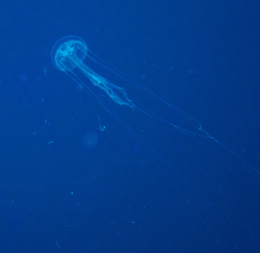 Amakusa Jelly (Sanderia malayensis) — recorded at Hin Pee Wee