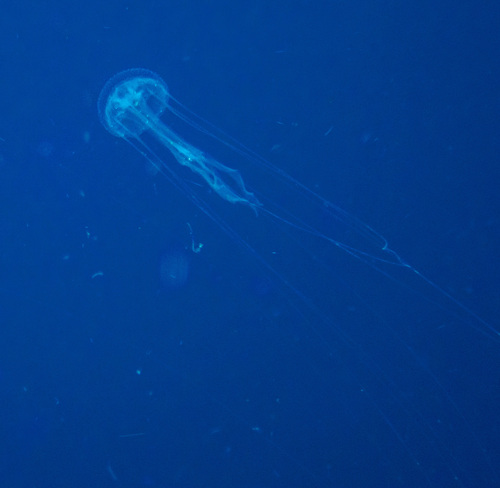 Amakusa Jelly (Sanderia malayensis)