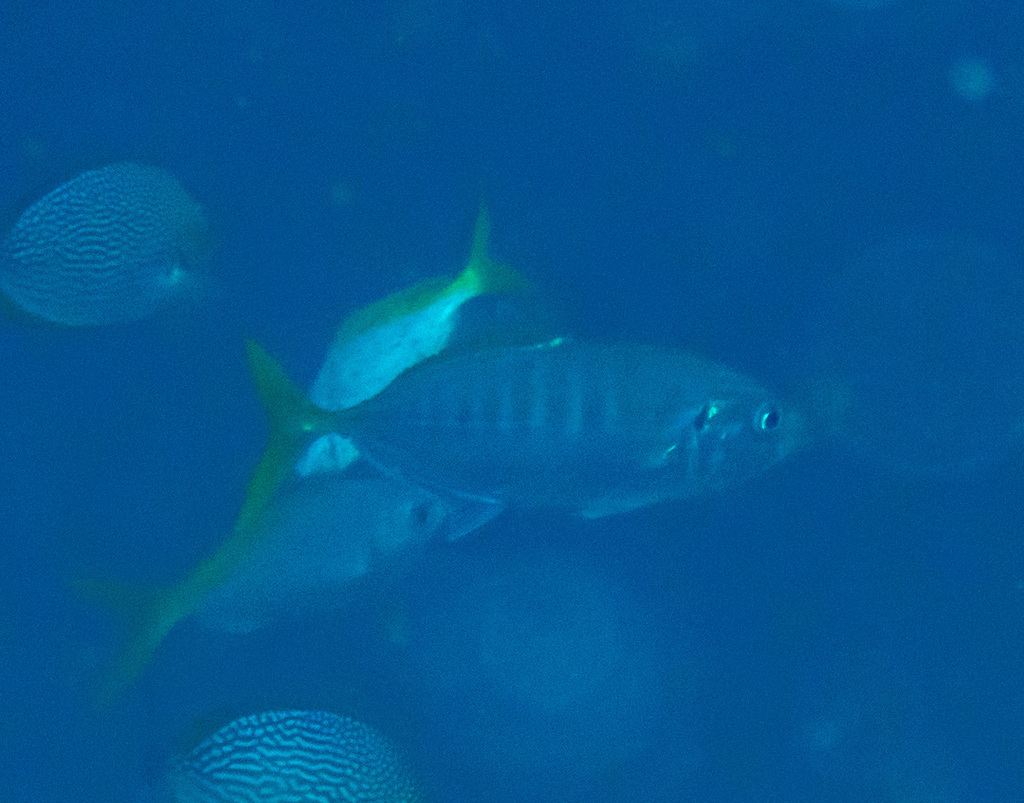 Yellowtail scad