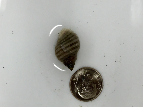 Channeled Dog Winkle