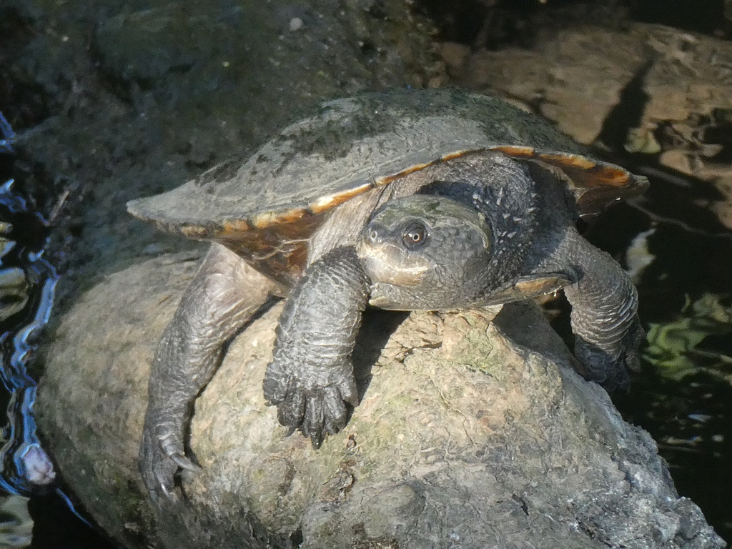 Eastern Saw-shelled Turtle from Brisbane QLD, Australia on October 19 ...