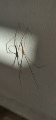 Deinopis longipes