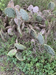 Opuntia bentonii