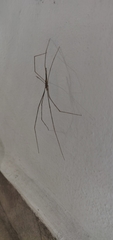 Deinopis longipes