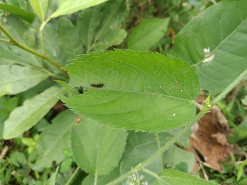 Image of Tragia involucrata by (c) renjus box, some rights reserved (CC BY)