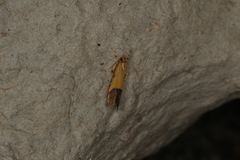 Crocanthes micradelpha